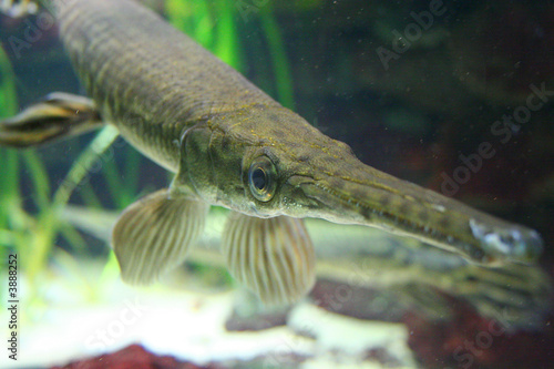 Fish 9