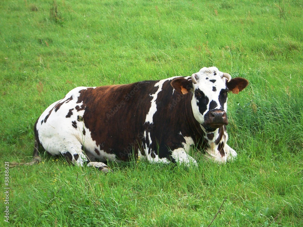 Vache normande