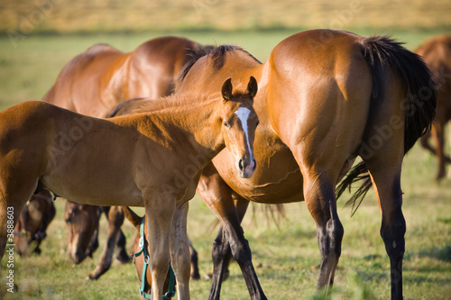 A mare and foal in a field at dusk