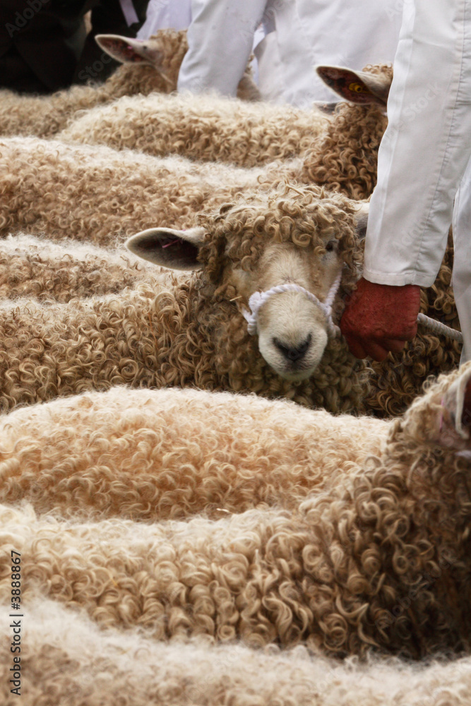 Ταπετσαρία Sheep judging at Heckington Show, Lincolnshire, England