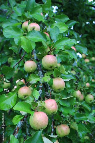 Obraz na płótnie Apple tree