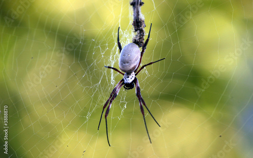 Riesenspinne Australien_07_2000 photo