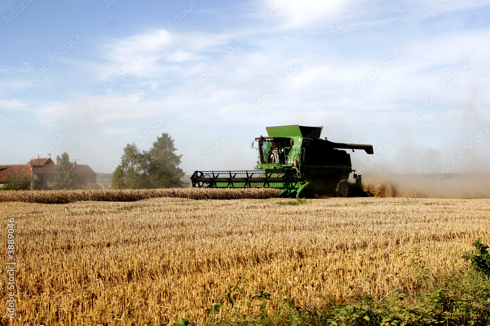Fototapeta premium to harvest the corn fields in summer under the sun