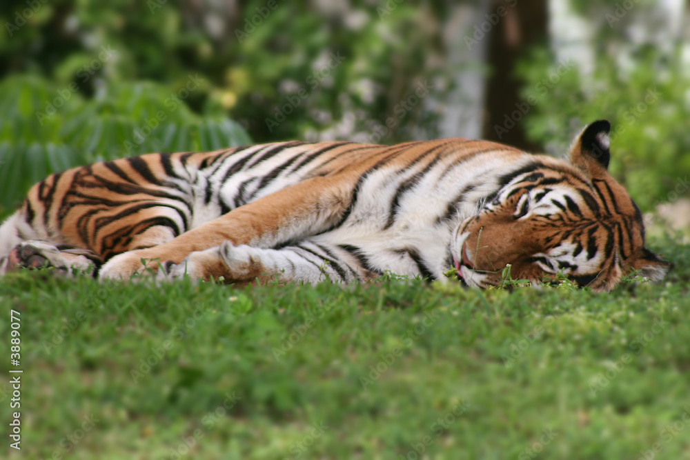 Obraz premium Sleepy Tiger