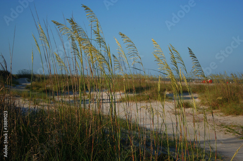 Beach Grass 3