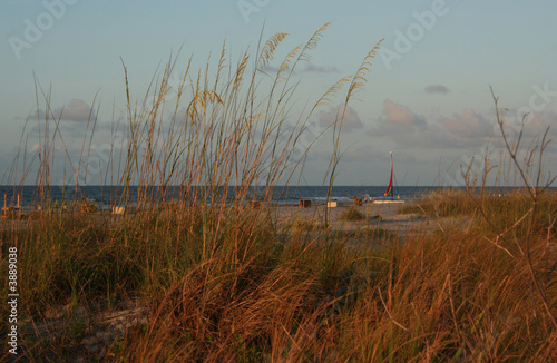beach grass 2