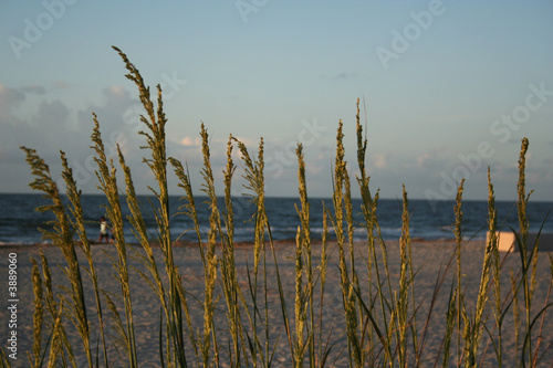 Atlantic Ocean Reeds