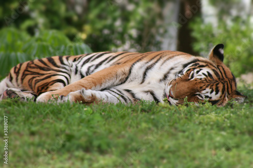 Sleepy Tiger