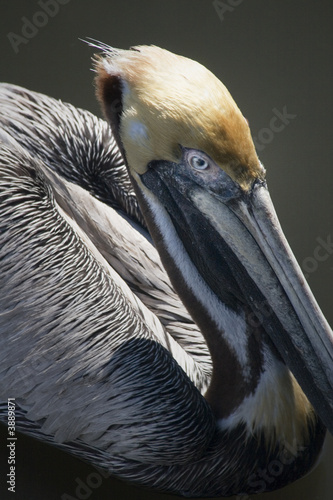 Upright Pelican