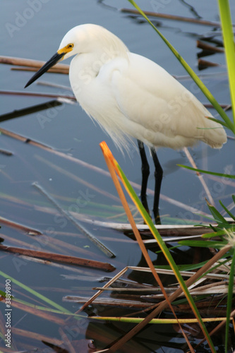 Egret in Still Water