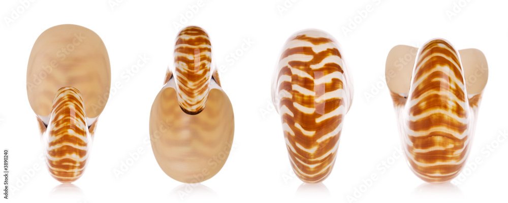 Nautilus seashells isolated on white background Nautilus seashells isolated on white background