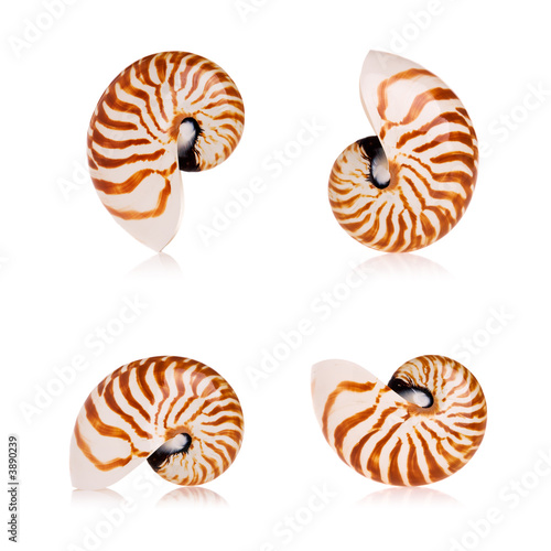 Nautilus seashells isolated on white background