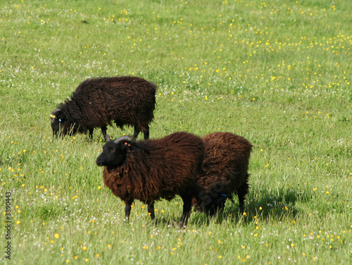 black hebridean sheep photo