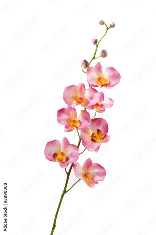 Fototapeta premium Pink orchid on white background