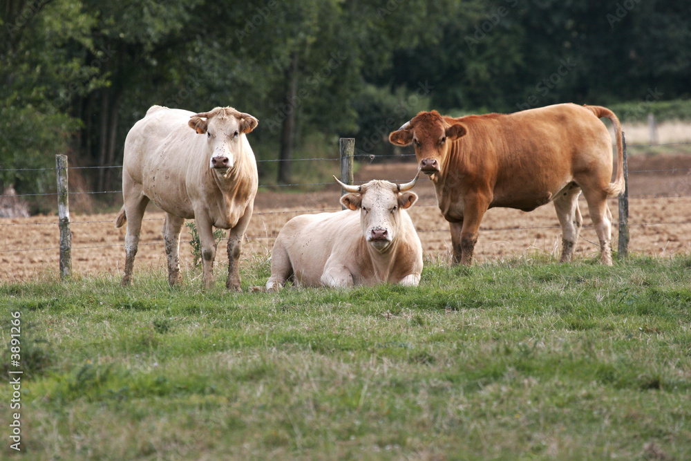 cows with the lasting field in Burgundy