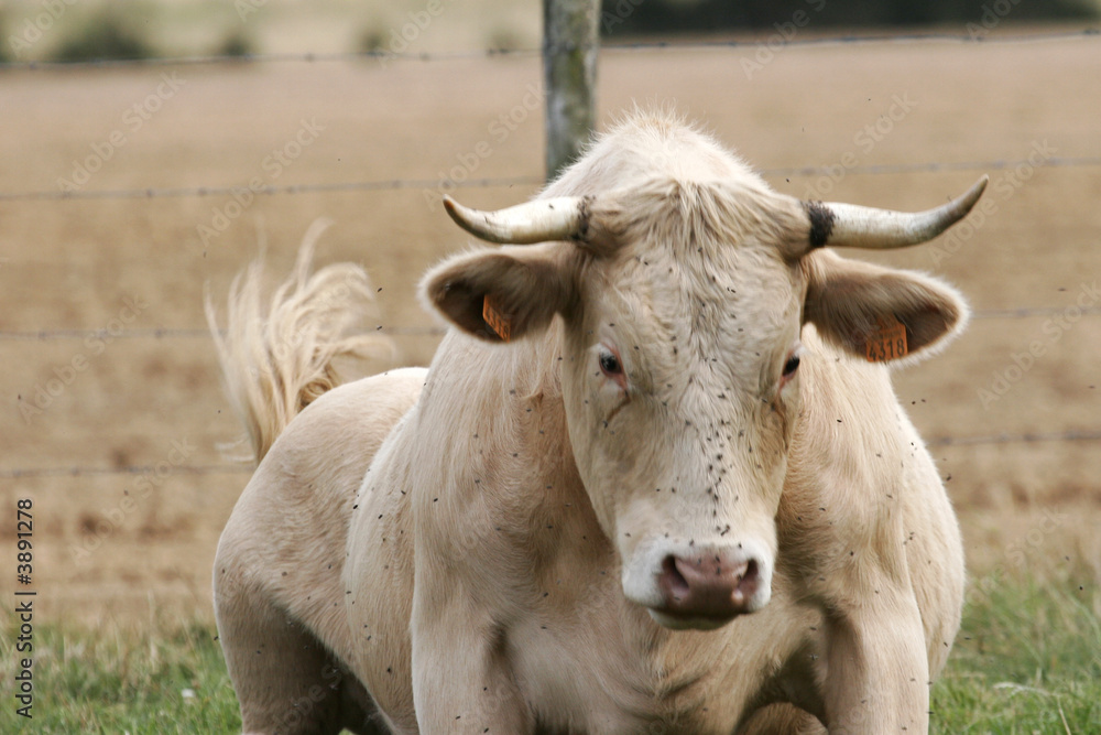 cows with the lasting field in Burgundy