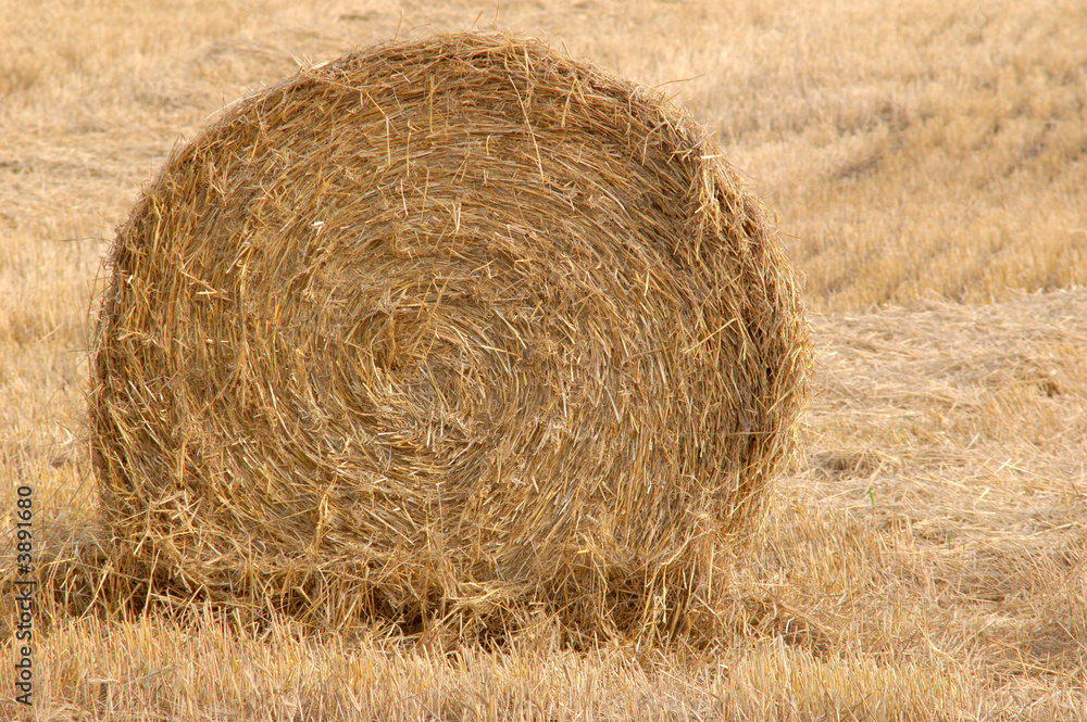 An image of yellow roll of straw on the field An image of yellow roll of straw on the field