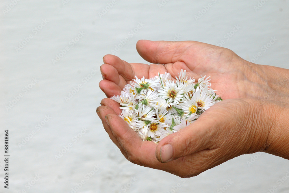 Image of white flowers in the palm Image of white flowers in the palm