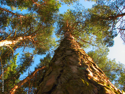Принти на полотні forest 2