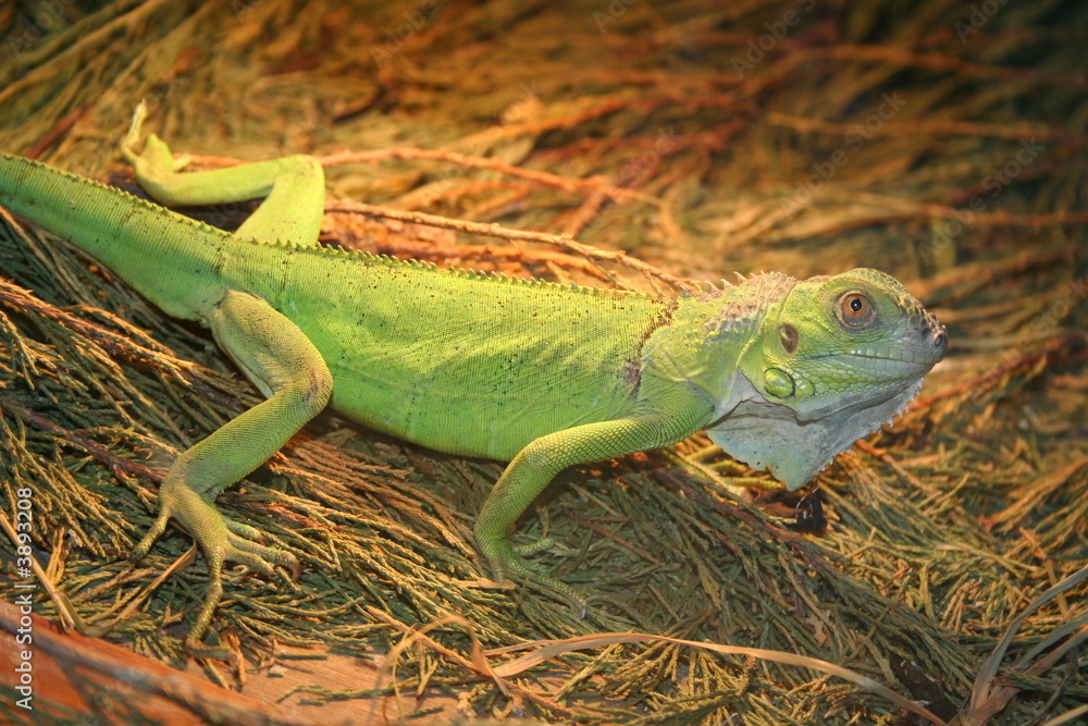 Fototapeta premium Chameleon
