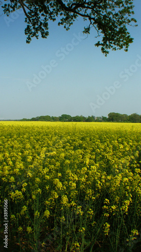 Rape seed field at Irby on the Wirral