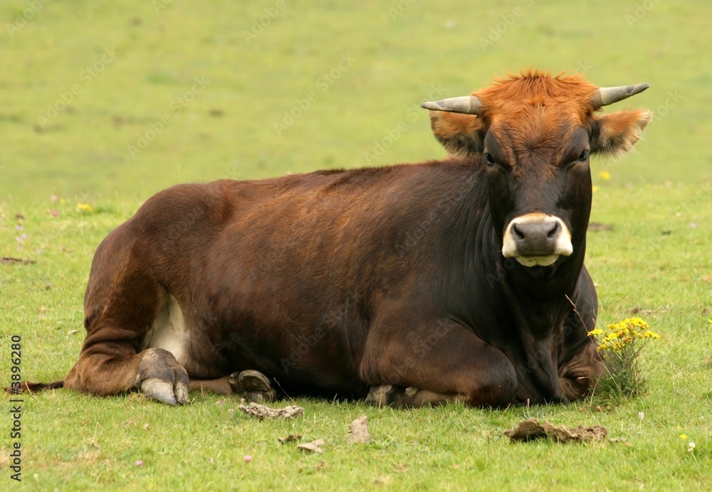 Bull Bull