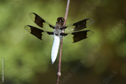 Wallpaper Mural Dragonfly Torontodigital.ca