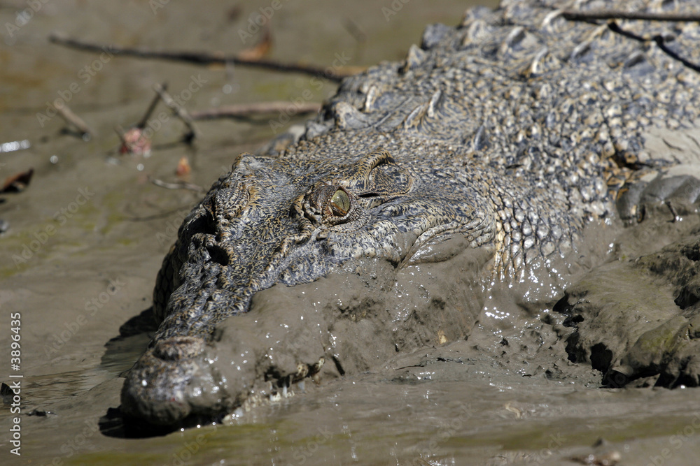 Obraz premium salt water crocodile