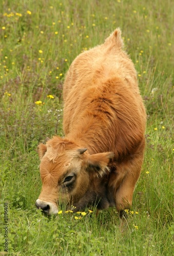 Cow