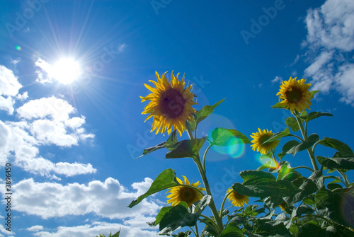 Sunflower over serene blue sky