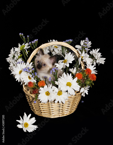 Flower arrangement with Little Kitten