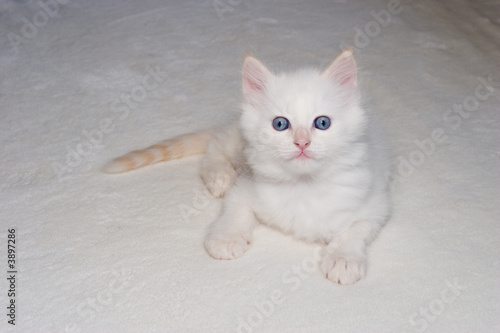 White flame point blue eyes kitten looking at the camera .