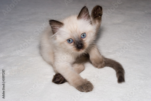 funny blue eyes Siamese kitten looking into camera