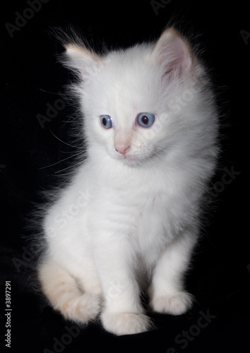 Doll-Face white flame point kitten on the black background.