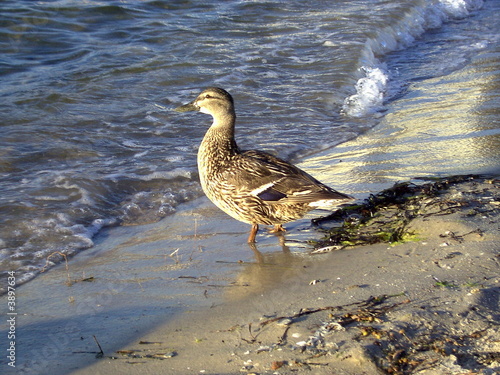 Ente im Sonnenuntergang