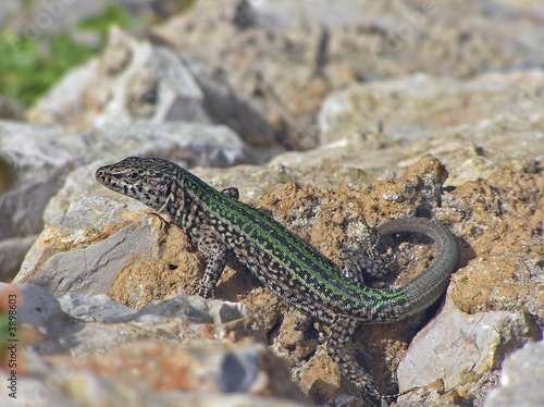 Lizard sunning on the rocks  Ibiza 
