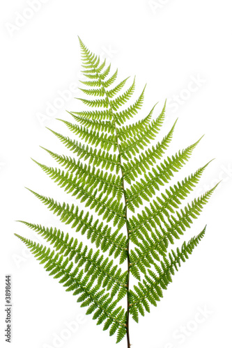 Leaf of a fern on a white background close up