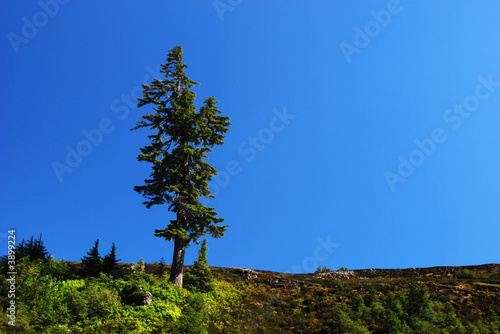 douglas fir tree on mountain, mt. baker park photo