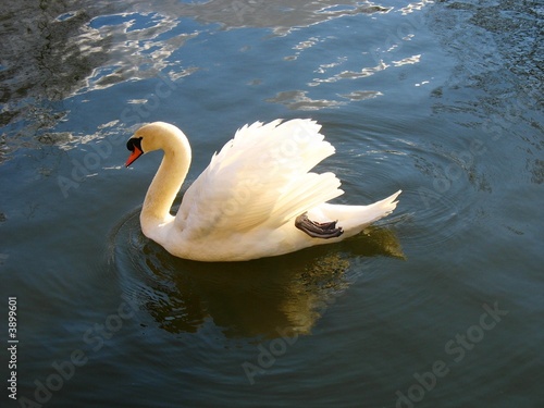 Swan photo