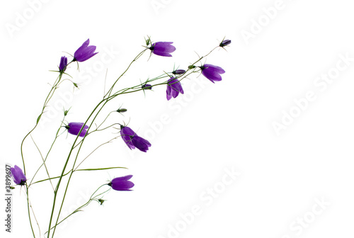 template pattern of bellflowers