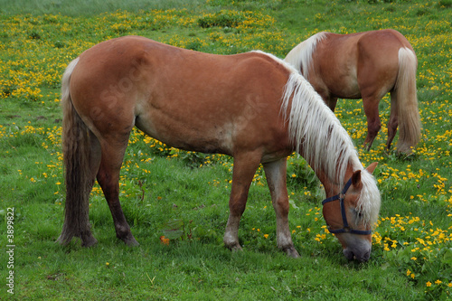 Grazing horses