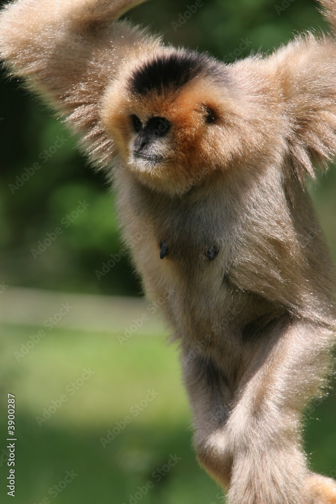 Naklejka premium gibbon lars