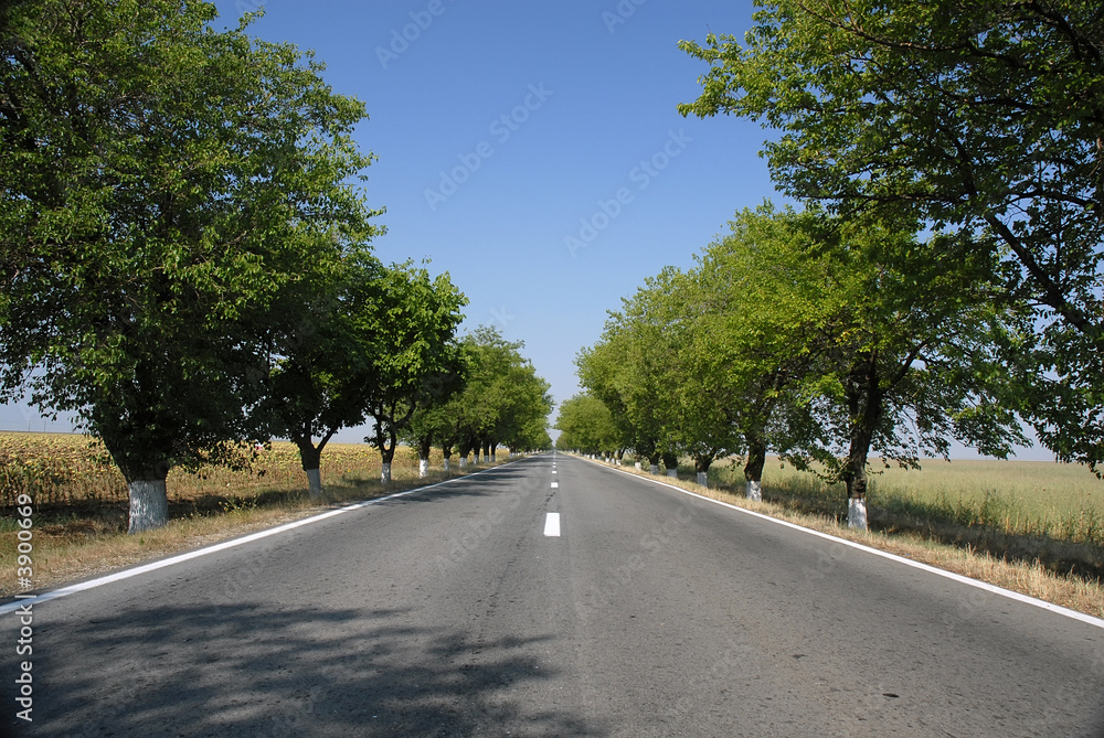 Naklejka premium empty road with trees an blue sky