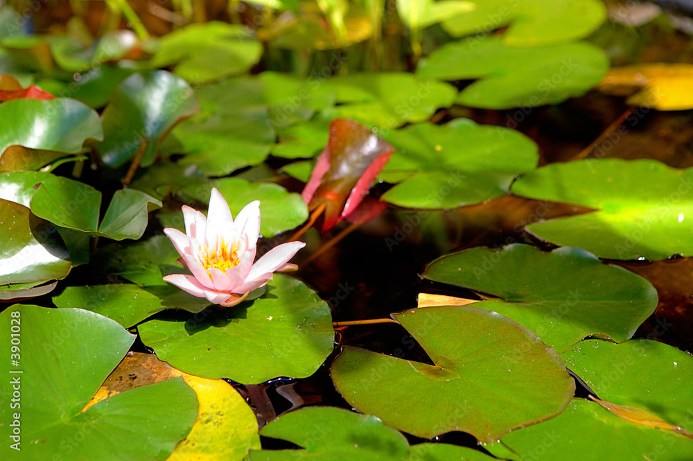 schöne weisse Seerose in einem kleinen Teich schöne weisse Seerose in einem kleinen Teich