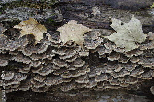Fungi and dry leaves on an old log