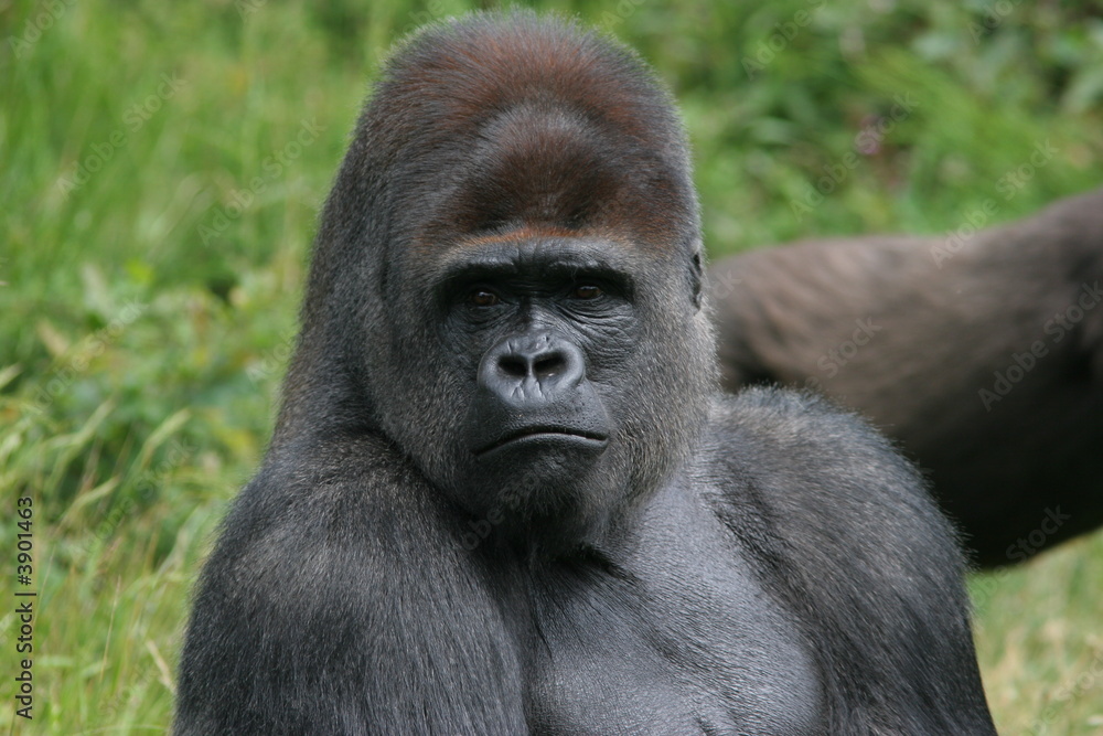 portrait de gorille de plaine