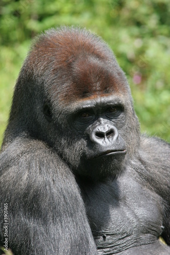 portrait de gorille de plaine