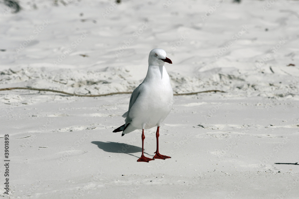 Obraz premium seagull