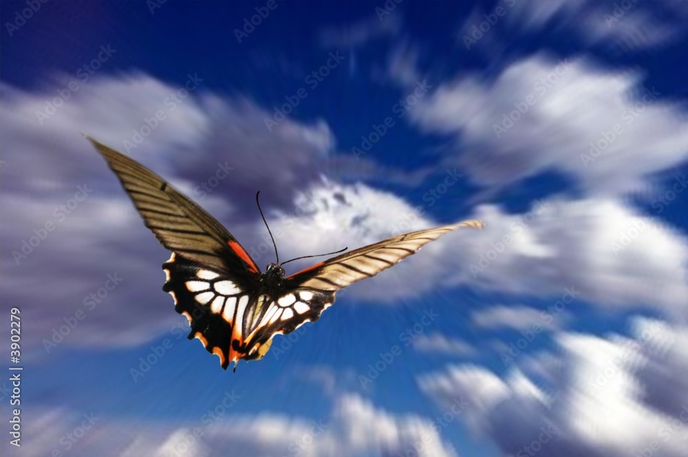 papillon dans le ciel Photos | Adobe Stock