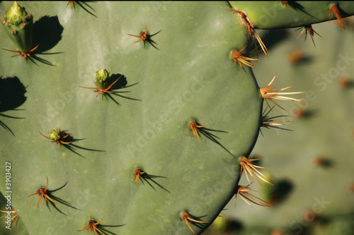 Cacti